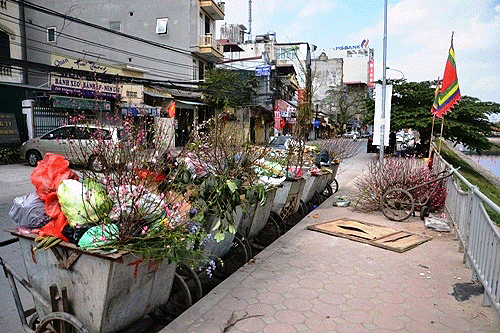 Rác thải hoa, cây cảnh sau tết